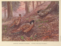 Darwin's and Styan's Koklass Pheasant by George Edward Lodge.png