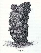 Turricules de vers de terre (dessin de Charles Darwin issu de  La Formation de la terre végétale par l'action des vers de terre 1881)
