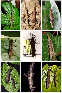 Datamini Tribe of stick insects