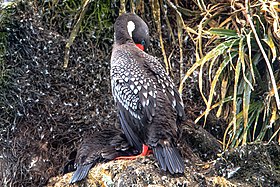 Day trip from Puerto Varas to Isla Grande de Chiloe - a visit and boat trip to Pinguinera Isloto de Punihuil on the open Ocean - Red-Legged Cormorant (Phalacrocorax gaimardi) - (25185200665).jpg
