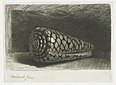Die Muschel Conus Marmoreus
