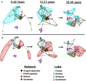 Graphs of the dynamic development of correlations between brain networks. (A) In children the regions are largely local and are organized by their physical location; the frontal regions are highlighted in light blue. (B) In adults the networks become highly correlated despite their physical distance; the default network is highlighted in light red. This result is now believed to have been confounded by artifactual processes attributable to the tendency of younger subjects to move more during image acquisition, which preferentially inflates estimates of connectivity between physically proximal regions (Power 2012, Satterthwaite 2012). Default-network-graph-maturation.jpeg