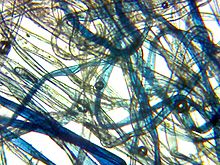 Denim fibers from an old pair of jeans through a microscope Denim Fibers.jpg