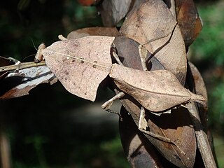 <i>Deroplatys gorochovi</i> Species of praying mantis