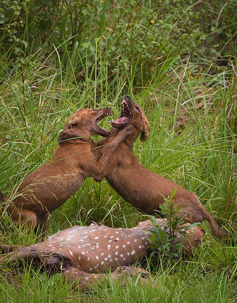 File:Dholes fighting over a kill.jpg