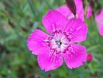 Dianthus aa4.jpg