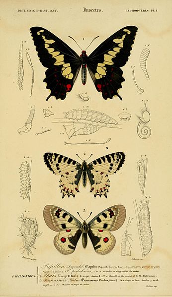 File:Dictionnaire universel d'histoire naturelle (Lepidopteres Pl. 1) (8715140452).jpg