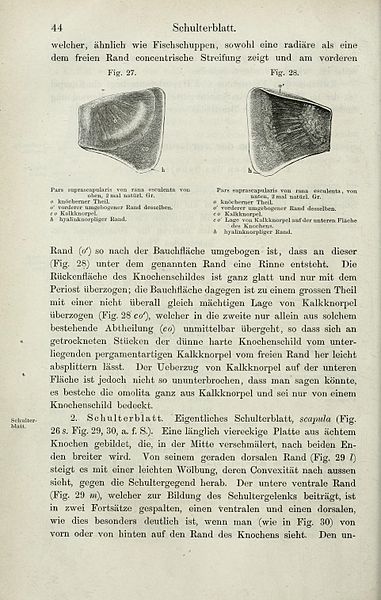 File:Die Anatomie des Frosches (Page 44) BHL33481477.jpg