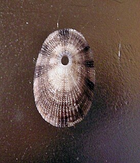 <i>Diodora inaequalis</i> species of mollusc