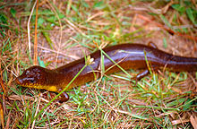 Diving Skink (Amphiglossus astrolabi) found by Jean NICOLAS (10313753424).jpg