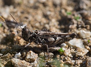 <i>Dociostaurus genei</i> Species of grasshopper