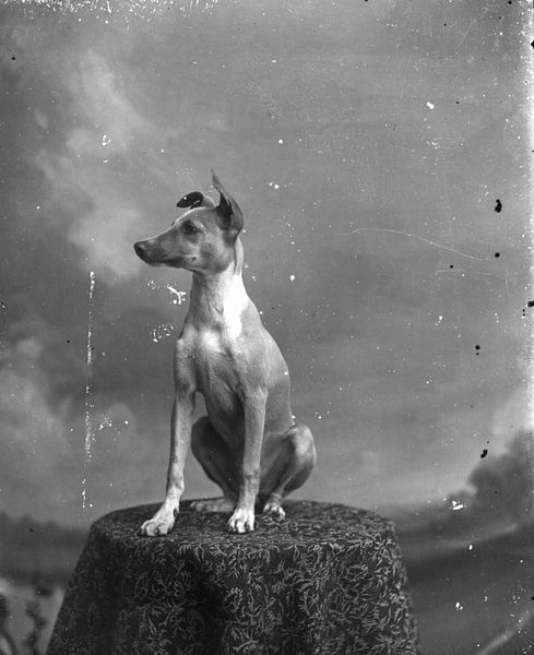 File:Dog posing on table (3247281499).jpg