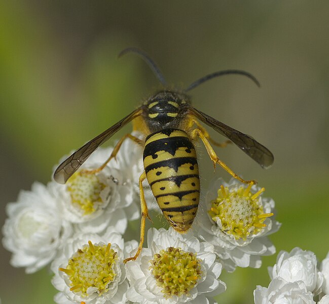 File:Dolichovespula arenaria P1290197a.jpg