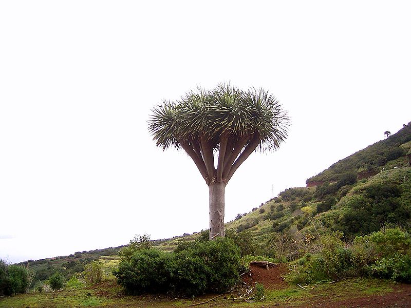 File:Dracaena draco (Barlovento) 05.jpg