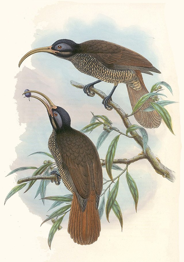 Description de l'image Drepanornis bruijnii - The birds of New Guinea (cropped).jpg.