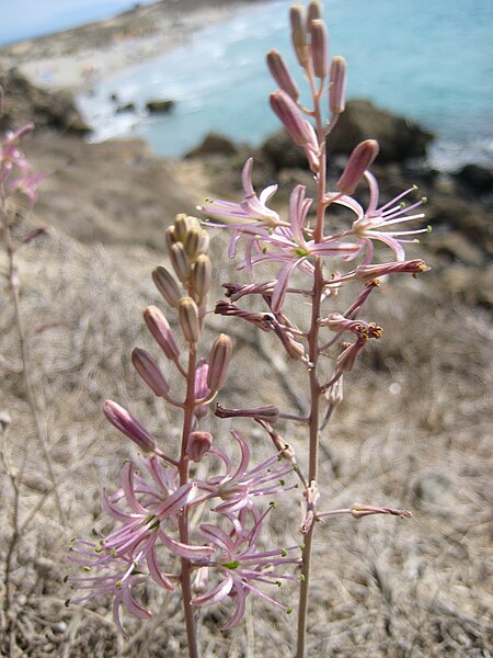 File:Drimia-undulata-flower-IMG 0854.jpg