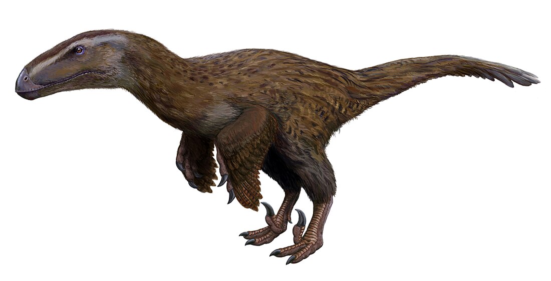 Dromaeosauroides