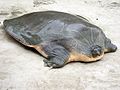 ଏଠାକାର ଏକ କଇଁଛ; ଈଂରାଜୀ ନାମ Indian narrow-headed softshell turtle ।