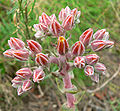 Dudleya palmeri.