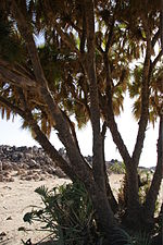 Miniatura per Palmera tebaica