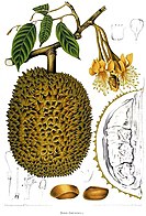 Durian