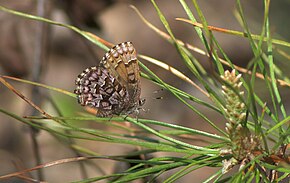 Beskrivelse af Eastern Pine Elfin.jpg-billedet.