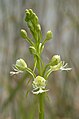 Platanthera leucophaea