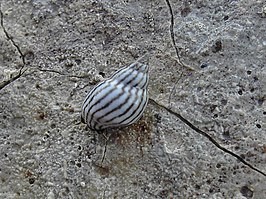 Echinolittorina ziczac