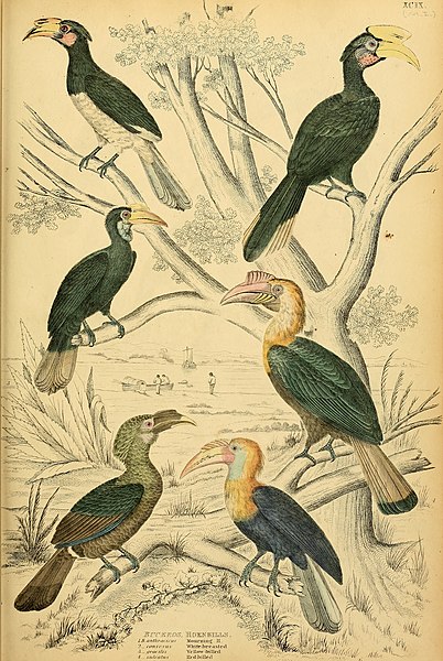 File:Edinburgh journal of natural history and of the physical sciences (1839) (20543447214).jpg
