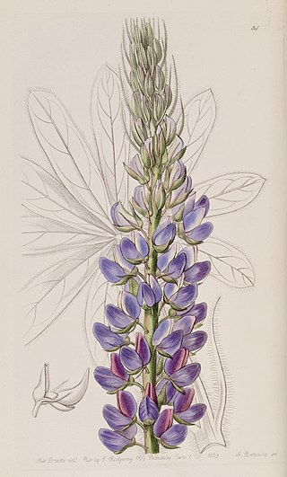 <i>Lupinus ehrenbergii</i> Species of legume