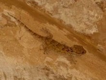 Egyptský písek Gecko (Stenodactylus petrii), Karamis, Egypt.jpg