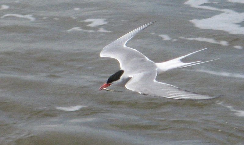 File:Eidersperrw sterna paradisaea with fish oben.jpg