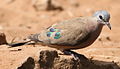 Emerald-spotted Wood Dove, Turtur chalcospilos at uMkhuze Game Reserve, kwaZulu-Natal, South Africa (15416035646).jpg