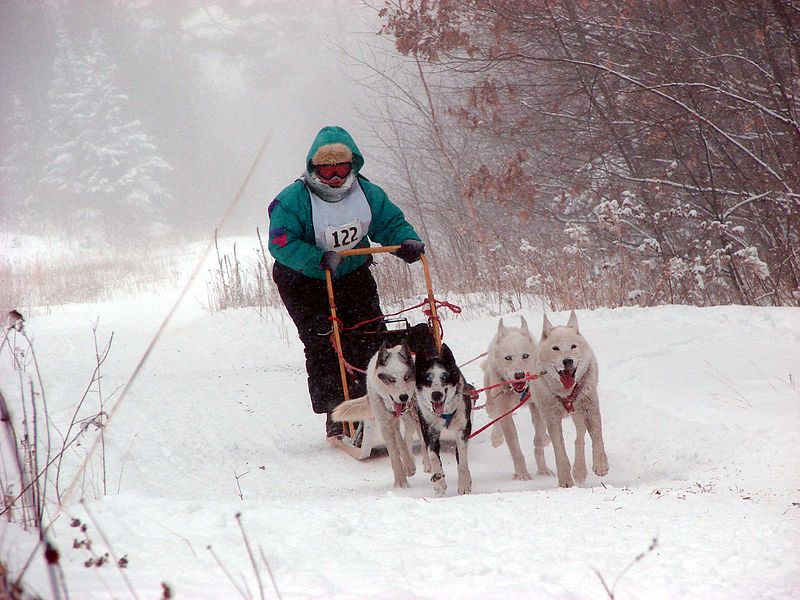 File:Emily Apostle Island Sled Dog Race.jpg