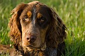 Gibbs des Chaumes de Thierache, young picardy spaniel 6 months old Epagneul picard 4.jpg