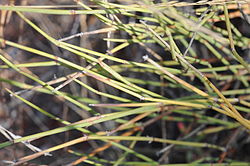 Ephedra trifurca.jpg