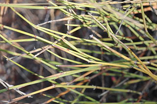 <i>Ephedra trifurca</i> Species of seed-bearing shrub