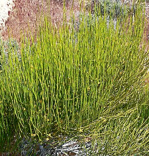 <i>Ephedra viridis</i> Species of seed-bearing shrub