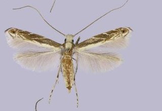 <i>Epicephala vitisidaea</i> Species of moth