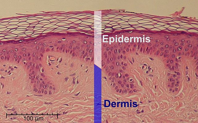 skin layers histology