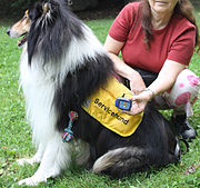 Vest carrying medical supplies for handler