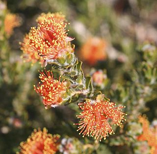 <i>Eremaea beaufortioides</i> species of plant