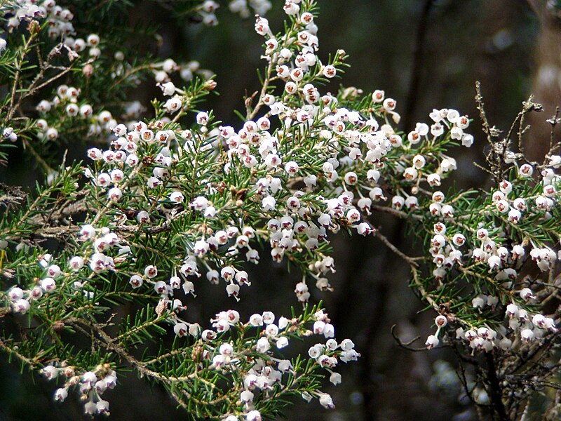 File:Erica arborea branch.jpg - Wikimedia Commons