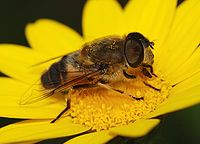 Male Eristalis tenax (Syrphidae)