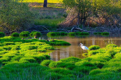 Nationalpark Doñana (Andalusien). Espátula en la marisma