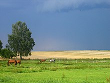 Wiesen am Ortsrand von Esplingerode