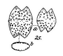 Euastropsis richteri sebagai Euastrum richteri.jpg