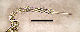 Male caudal extremity of Eucoleus aerophilus, the nematode causing pulmonary capillariasis in foxes. Bar = 50 um Eucoleus aerophilus male spicule.jpg