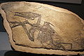 Eudimorphodon (Pterosauria)