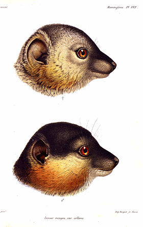 Eulemur Collaris